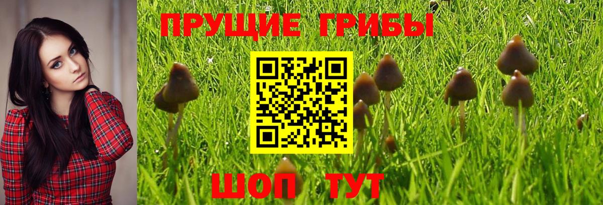 Галлюциногенные грибы Psilocybine cubensis  Вход с VPN  Луга 